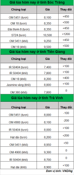 bang gia lua gao hom nay 4.9.2024_1725420250.png